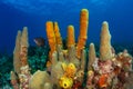 Colorful corals, sponges and sea fans in caribbean sea with sun backlight in blue ocean