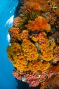 Colorful Corals in West Papua