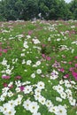 Colorful coreopsis flowers