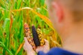colorful corn.Corn abundance. Cobs of multicolored corn set in male hands. cobs of different colors.Farmer in a corn Royalty Free Stock Photo