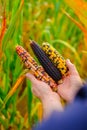 colorful corn.Corn abundance. Cobs of multicolored corn set in male hands.Food and food security.Farmer in a corn field Royalty Free Stock Photo