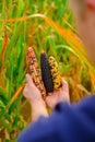 colorful corn. Cobs of multicolored corn set in male hands close-up.Corn cobs of different colors.Food and food security Royalty Free Stock Photo