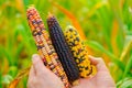 colorful corn. Cobs of multicolored corn set in male hands close-up.Corn cobs of different colors.Food and food security Royalty Free Stock Photo