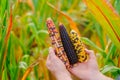 colorful corn.Corn abundance. Cobs of multicolored corn set in male hands close-up.Corn cobs of different colors.Food Royalty Free Stock Photo