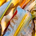 Colorful corn leaf closeup