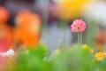 Colorful Corn Poppy Flowers are in full bloom. Royalty Free Stock Photo