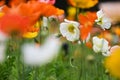 Colorful Corn Poppy Flowers are in full bloom. Royalty Free Stock Photo