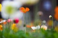 Colorful Corn Poppy Flowers are in full bloom. Royalty Free Stock Photo