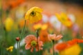 Colorful Corn Poppy Flowers are in full bloom. Royalty Free Stock Photo