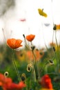 Colorful corn poppy Papaver rhoeas