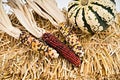 Colorful corn on white background