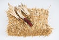 Colorful corn on white background