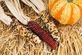 Colorful corn on white background