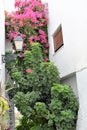 Colorful corner in Frigiliana - Spanish white village Andalusia