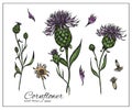 Colorful Cornflower set. Summer honey plant. Common knapweed flower for design, tea labels, medicine, botany books.