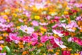 Colorful cosmos flower blooming in the field