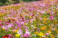 Colorful cosmos flower blooming in the field