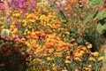 Colorful Cosmos Flower Garden Blooming,pink red yellow flower with leaf in garden Royalty Free Stock Photo