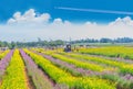 Colorful of cosmos flower, sunflower and various flower gardens plant field with the beautiful sky and cloud Royalty Free Stock Photo