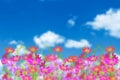 Colorful cosmos flowers on a background of summer landscape