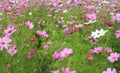 Colorful cosmos flowers blooming in the field.public park