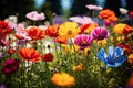 Colorful cosmos flowers blooming in the garden on sunny summer day, Colorful wildflowers blooming in a garden on a sunny day, AI Royalty Free Stock Photo