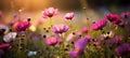 Colorful cosmos flowers in blurred bokeh meadow close up macro shot in sunlit nature Royalty Free Stock Photo