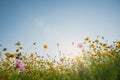 Colorful cosmos flowers field with blue sky and sunlight. Fresh natural background