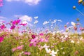 Colorful cosmos flowers in the garden with blue sky