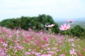 Colorful of Cosmos flowers garden