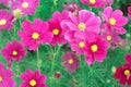 Colorful Cosmos Flowers