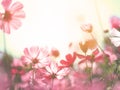 Colorful cosmos flowers in soft style vintage filter effect Royalty Free Stock Photo