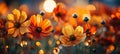 Colorful cosmos flowers in sunlit meadow beautiful bokeh blurred close up macro shot Royalty Free Stock Photo