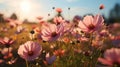 Colorful cosmos flowers in sunlit meadow beautiful defocused macro close up image with soft focus