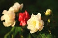 Colorful Cottonrose Hibiscus flowers close-up