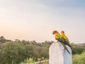 Colorful couple macaws sitting on a kilometer stone