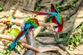 Colorful couple macaws sitting on log. Royalty Free Stock Photo