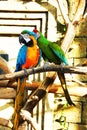 Colorful couple parrots sitting