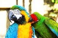 Colorful couple parrots sitting