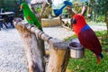 Colorful couple parrots