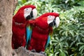 Colorful couple red Macaw Parrot bird Royalty Free Stock Photo