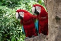 Colorful couple red Macaw Parrot bird Royalty Free Stock Photo