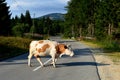 colorful cow crosses the road Royalty Free Stock Photo