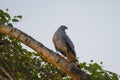 Colorful Crane Hawk on Fallen Tree