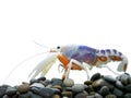 Crayfish on Pebble Stones Isolated on White Background Royalty Free Stock Photo