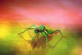 Colorful cricket Royalty Free Stock Photo