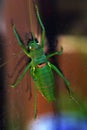Colorful cricket Royalty Free Stock Photo