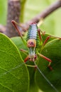 Colorful cricket on the leaf III