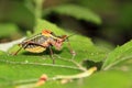 Colorful cricket on a leaf Royalty Free Stock Photo