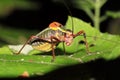 Colorful cricket on a leaf Royalty Free Stock Photo